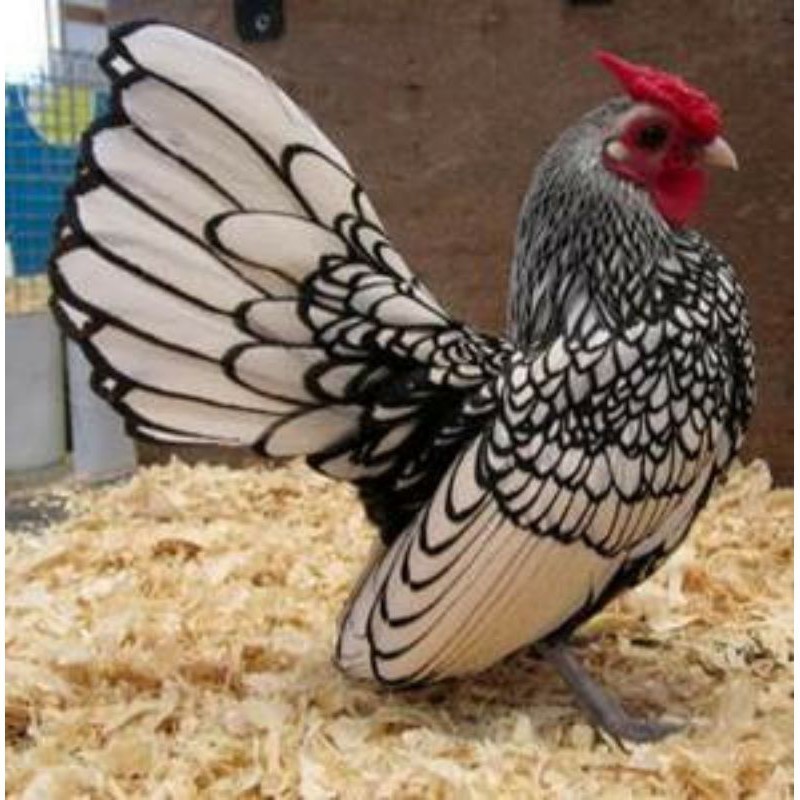 

Fertil TELUR AYAM HIAS BATIK ITALY,AYAM BATIK KANADA