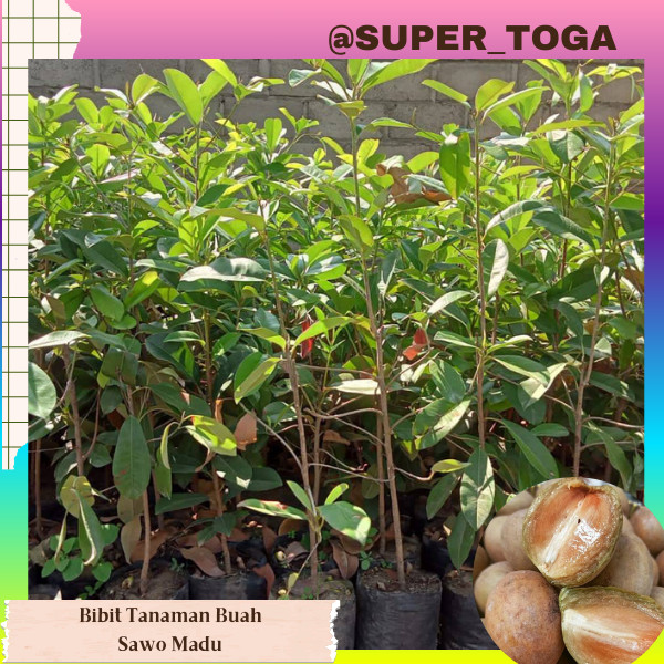 murah bibit sawo madu manis bibit sawo manila bibit sawo manilo bibit sawo jumbo madu bibit sawo man