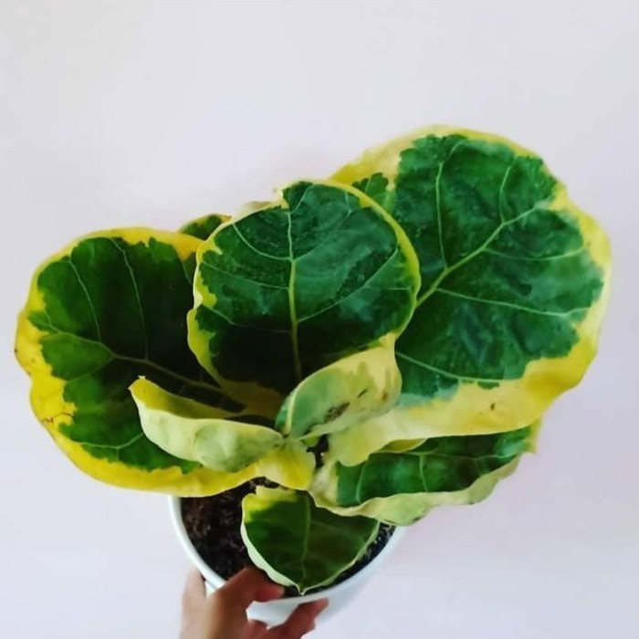 New ketapang biola varigata