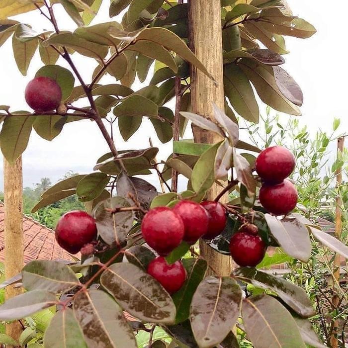 POHON/TANAMAN BIBIT KELENGKENG MERAH /POHON LENGKENG MERAH