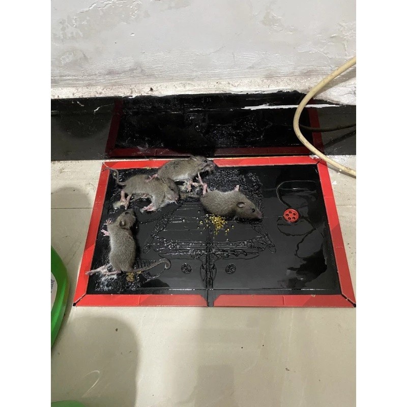 PERANGKAP TIKUS / LEM TIKUS BUKU / PERANGKAP TIKUS PAPAN