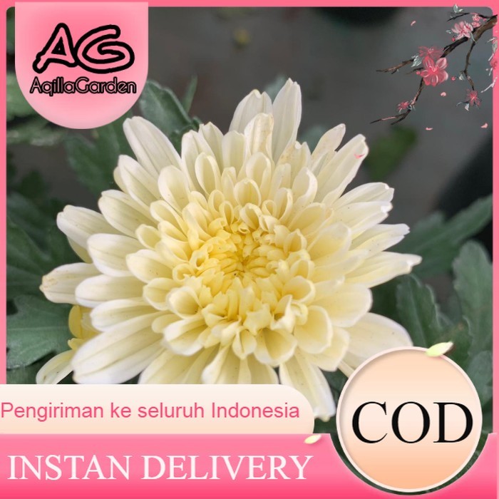 Bunga krisan - Bibit Tanaman Krisan