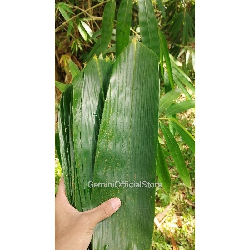 

JUAL 200 lembar daun bambu jumbo bungkus bacang lebar10-12 cm daun bambu bakcang/bacang jumbo segar fresh .