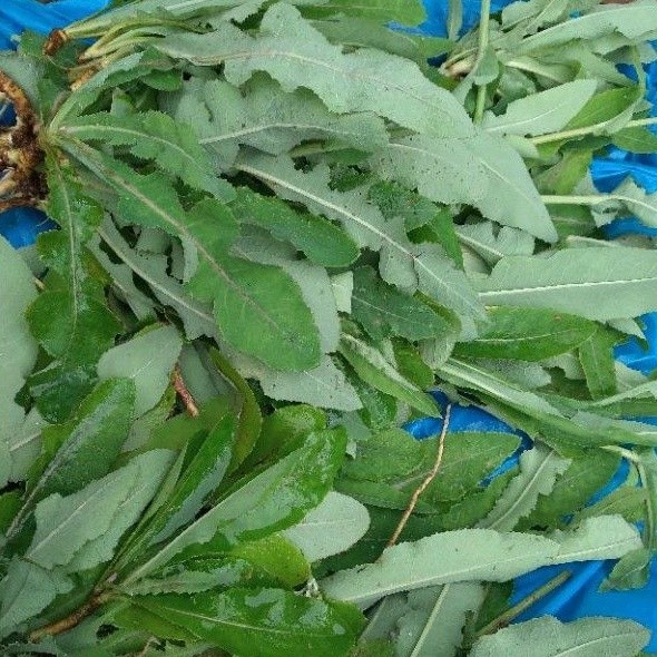 

DAUN TEMPUYUNG SEGAR 500gr