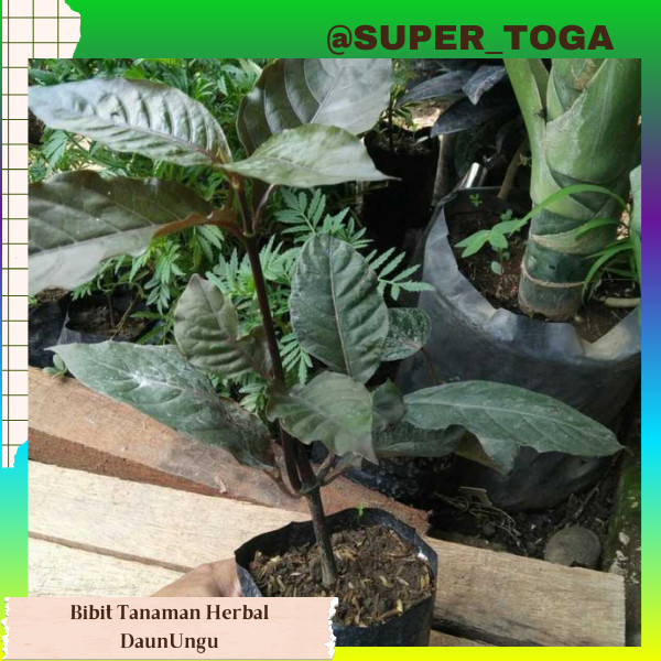promo BIBIT TANAMAN HERBAL DAUN WUNGGU / DAUN UNGU MURAH bibit daun ungu tanaman daun ungu