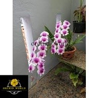 anggrek dendro mini