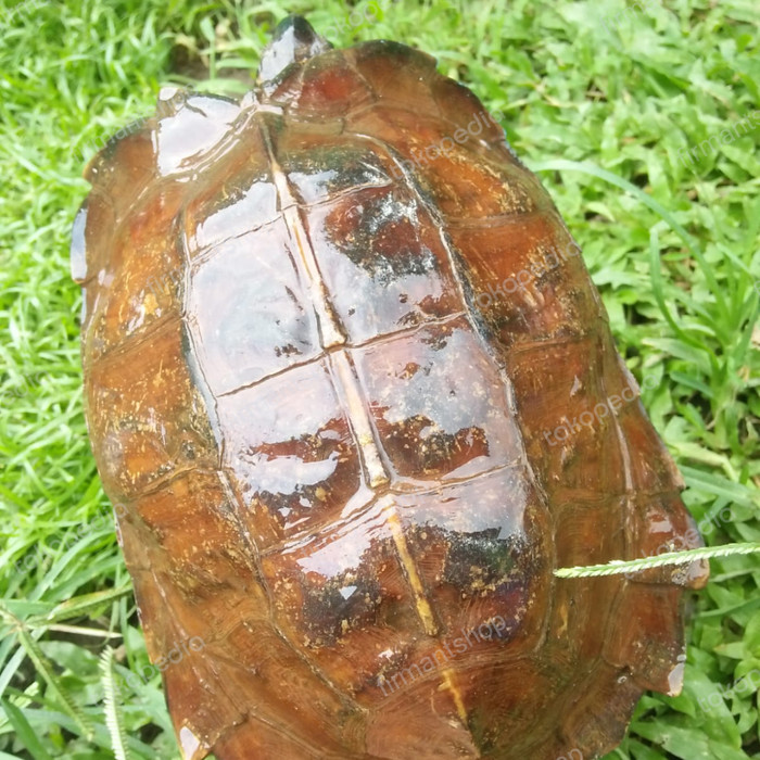 SALE -kura kura matahari indukan