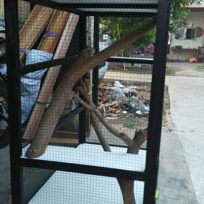 SALE -kandang iguana