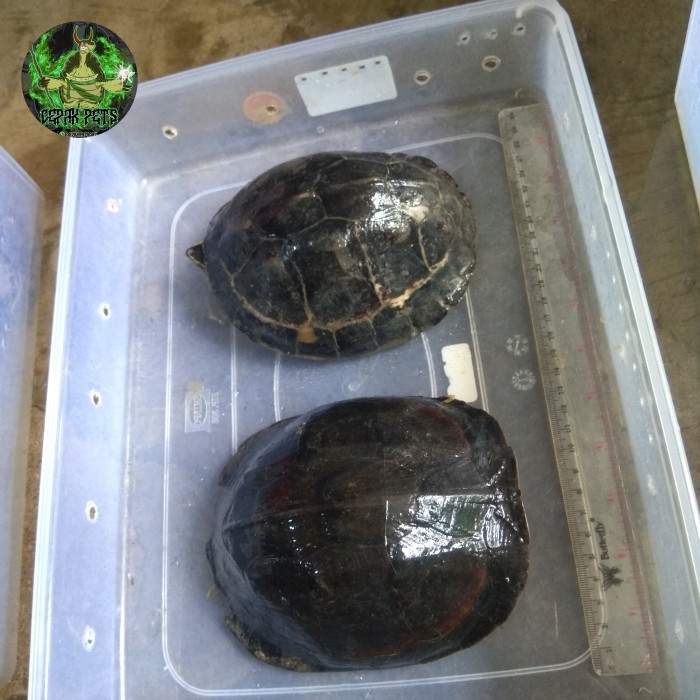 SALE -pelet vitamin kura ambon batok lucu baca deskripsi