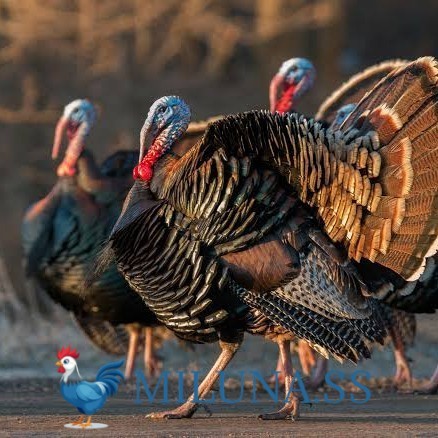 

FERTIL TELUR AYAM kalkun jumbo / hias / siap cod