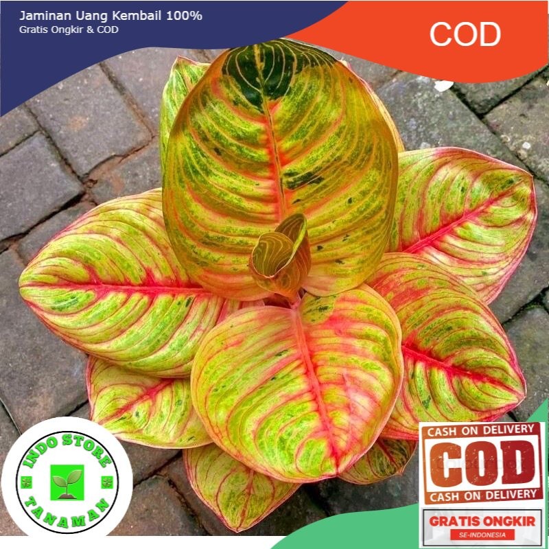 bibit anakan aglonema moonlight