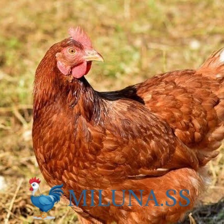 

TELUR AYAM TETAS FERTIL rodhe island / hias / siap tetas