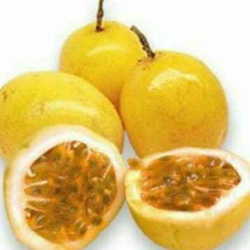 

Buah markisa kuning matang dipohon