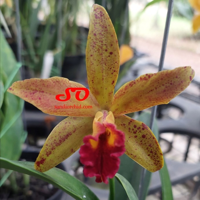 Brassocattleya Rustic Spots DEWASA