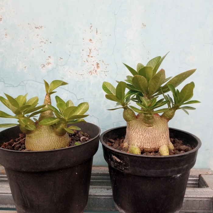 Adenium varian arabicum import