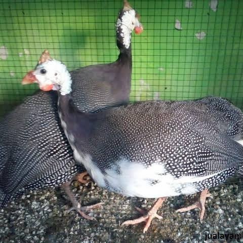 

Fertil Telur ayam mutiara hias siap ditetaskan - ayam mutiara