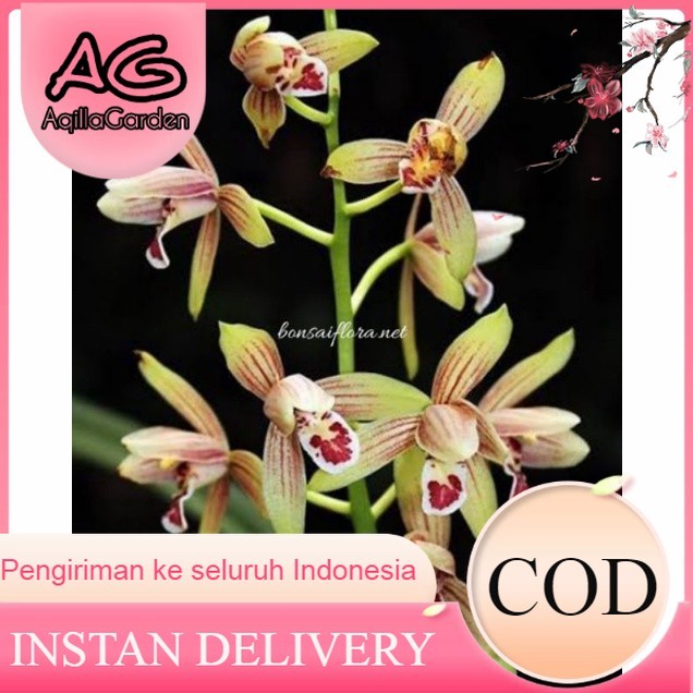 anggrek cymbidium ensifolium
