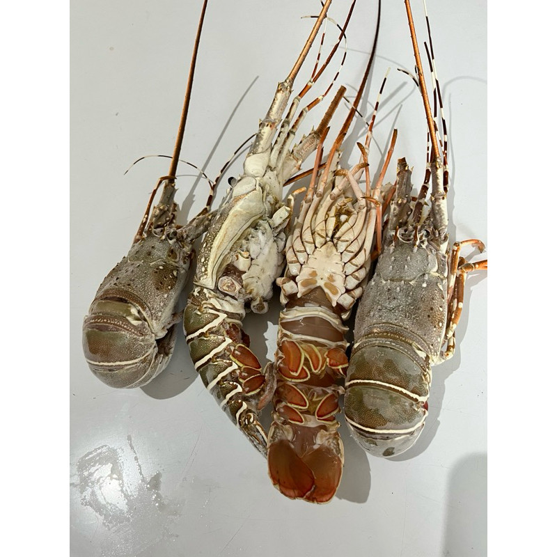 

LOBSTER FRESH FROZEN 1KG