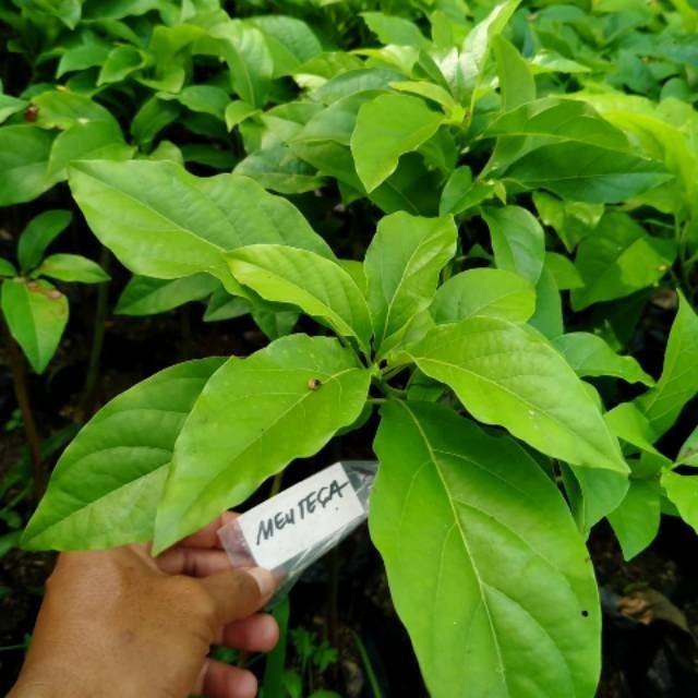 COD Promo 5 bibit alpukat mentega super istimewa