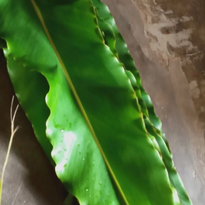 

Daun Kecombrang segar obat herbal alami daun Kecombrang 500gram