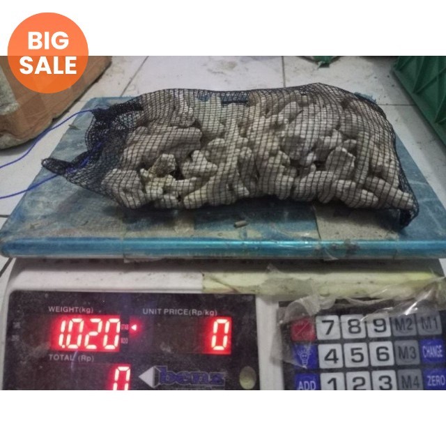 karang jahe plus waring 1kg / karang jahe / karang jahe media filter / media filter aquarium / media