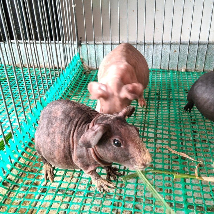 SALE -Guinea pig marmut/kelinci skinny baby up murah