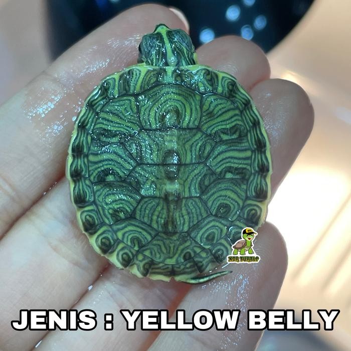 SALE -KURA AIR UNIFILIS BRAZIL DADA MERAH KURA RES ALBINO ANEKA KURA AIR - Kura Damer