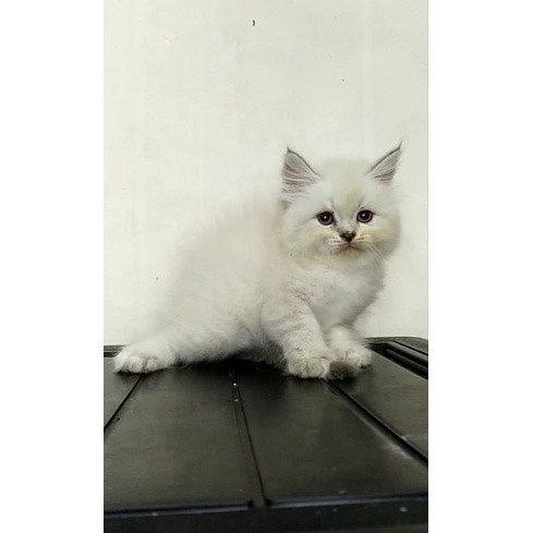 Kucing persia himalaya