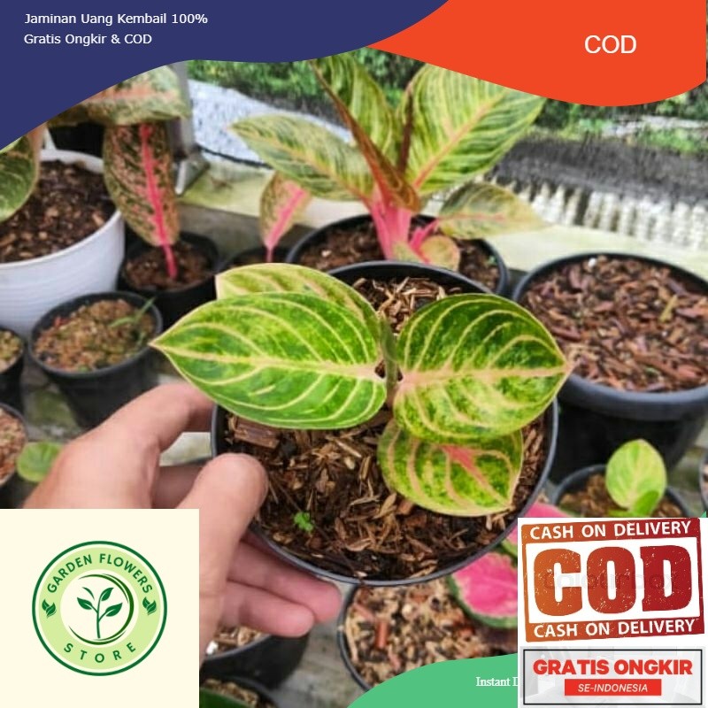 bibit anakan aglonema rinjani asli ( Bisa COD )