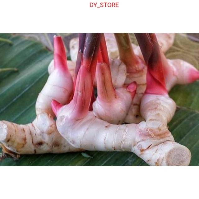 

Terlaris Umbi lengkuas basah segar 1kg laja gowah jahe alas hutan