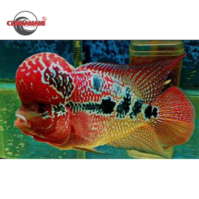 Louhan SRD ( super red dragon) 2-3cm high quality