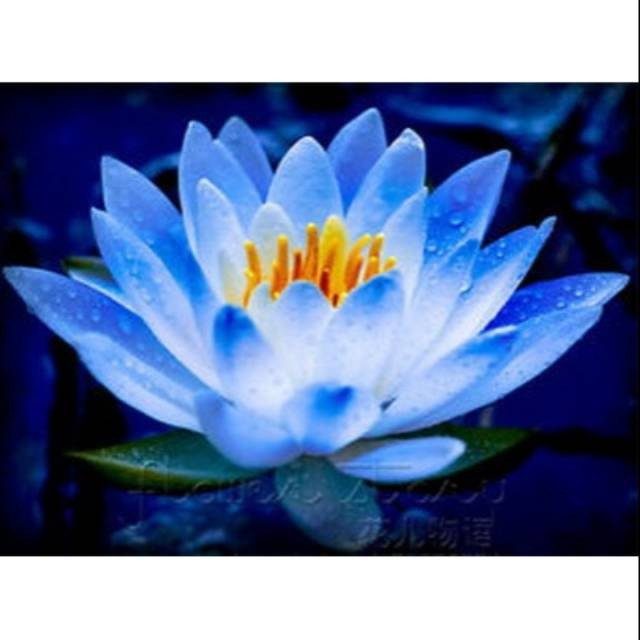 Nymphaea - 1 Benih Bunga Lotus 4 - Blue Fairy