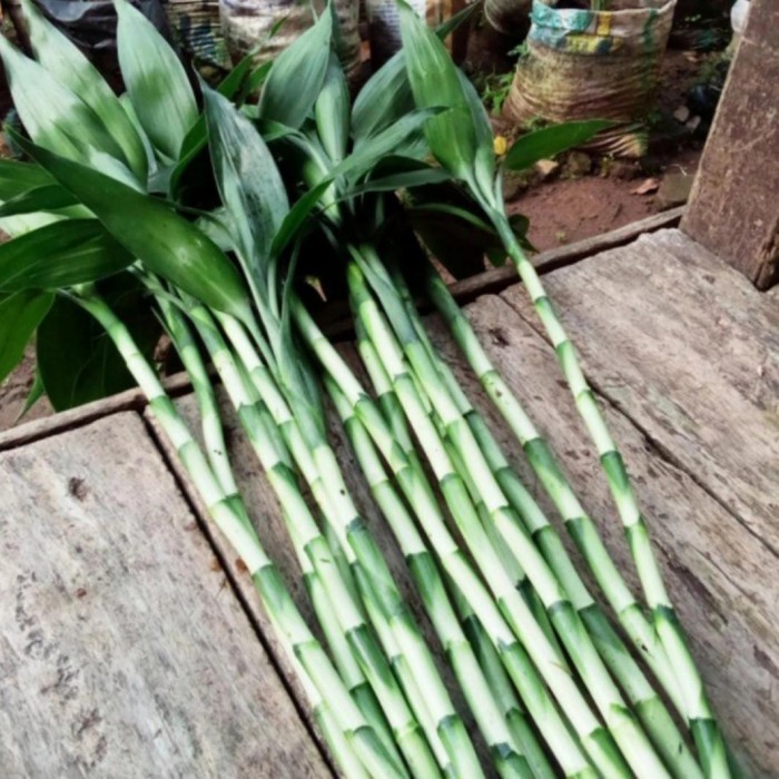 tanaman bambu hoki/Kole panjang 30 cm