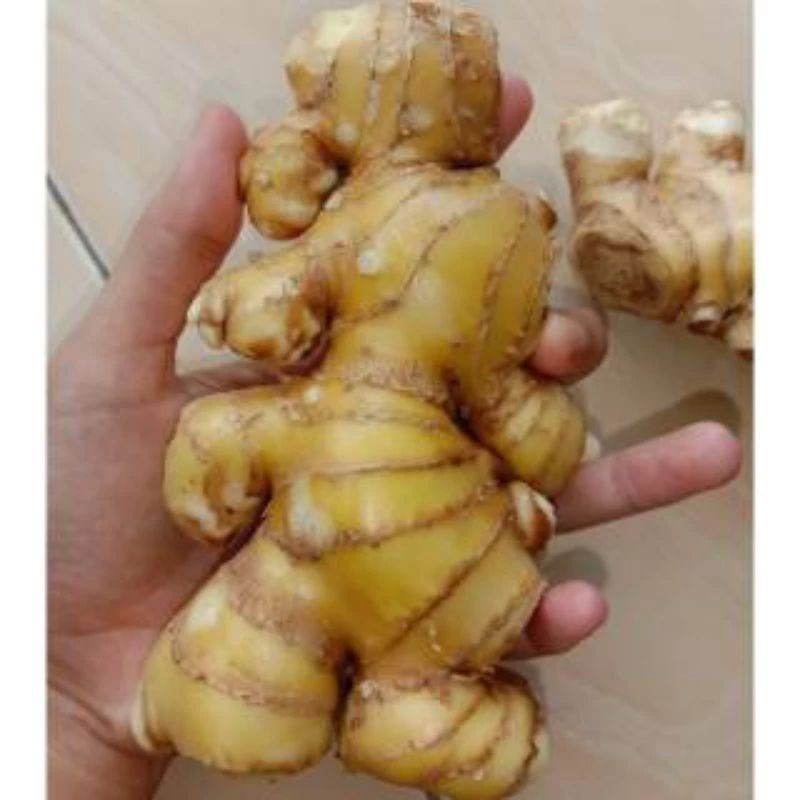 

lempuyang jumbo 1kg, Obat Herbal Alami, pengobatan tradisional ready