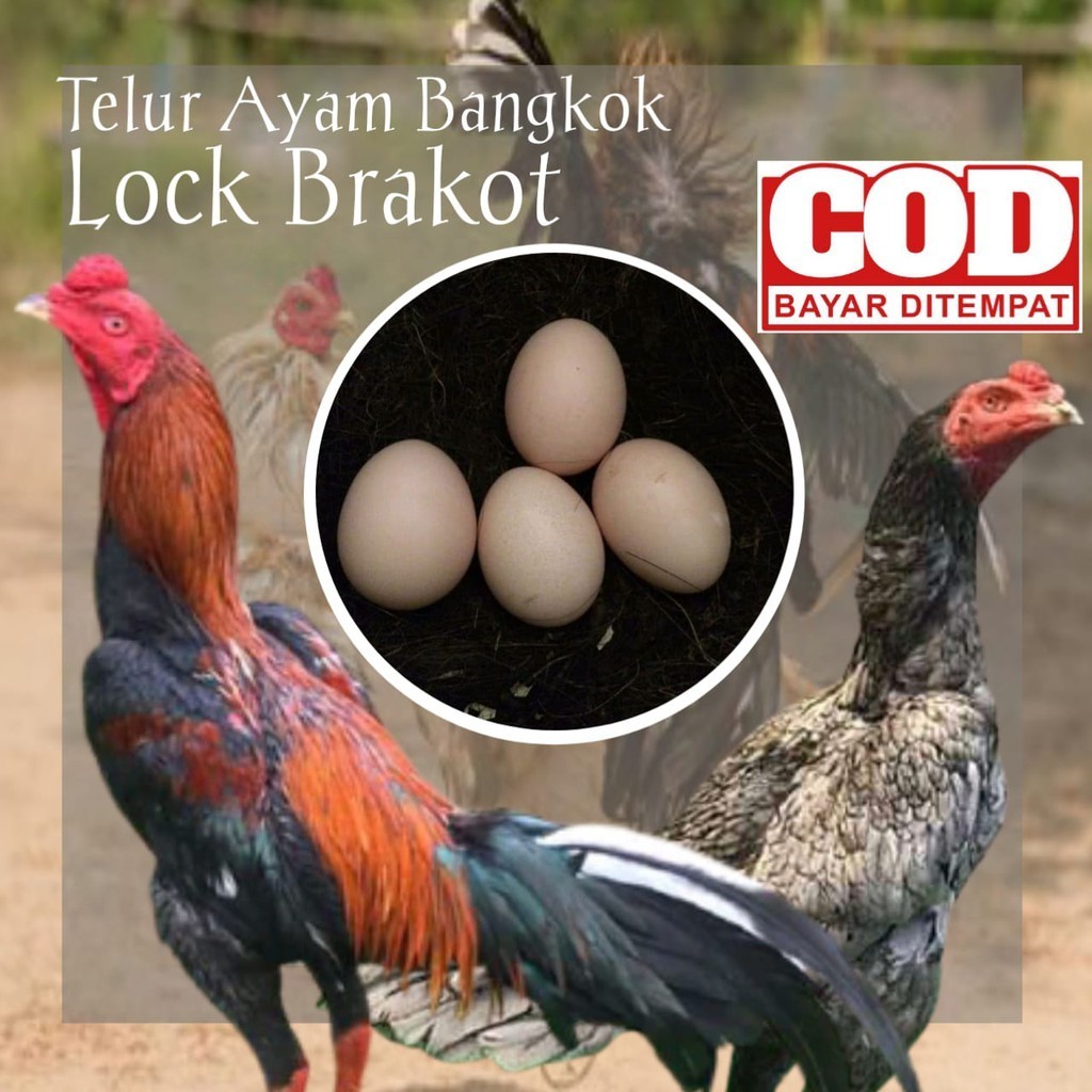 

Fertil TELUR FERTIL AYAM BERAKOT UNTUK DINTETASKAN