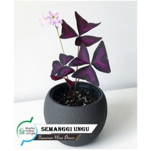 Tanaman Hias Semanggi Ungu - Kupu kupu Ungu - bibit tanaman hias indoor False Shamrock