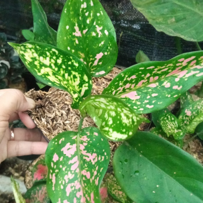 New tanaman hias 3 jenis aglo rubby pink dud anjamani venus