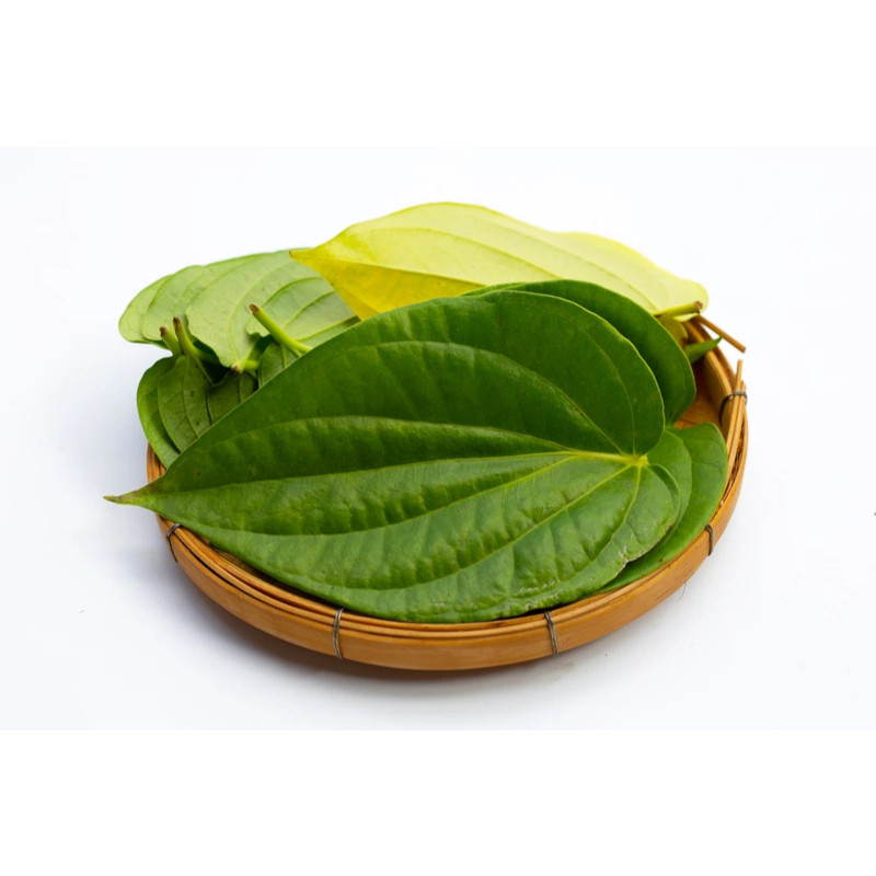 

Daun Sirih Hijau Segar Organik/Daun Sirih Ijo Herbal/Daun Nyepah