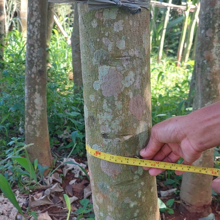 tabebuya ungu / tabebuya pagoda tinggi 4 5 meter