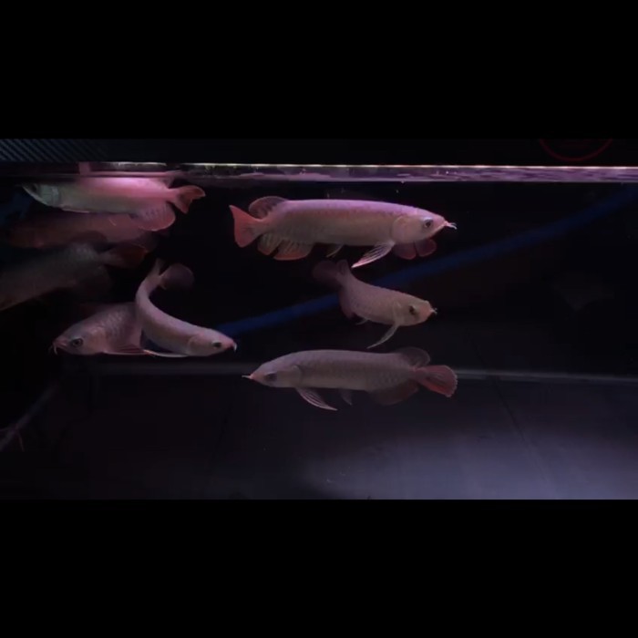 Arowana Banjar red 16-18cm ( serat merah )