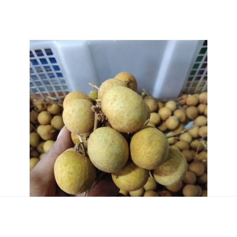 

Kelengkeng Impor Impor 500 gram fruits