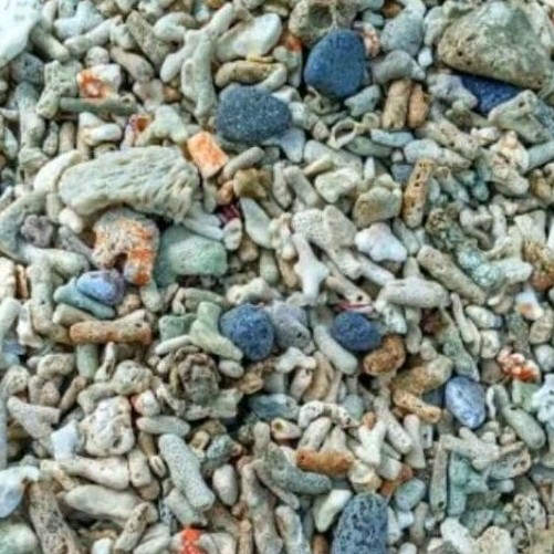 Jual Batu Karang - Karang Jahe Laut Hiasan Aquarium