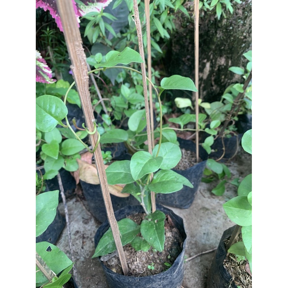 Bibit Tanaman Daun Binahong Hijau - Pohon Binahong - Bibit jadi