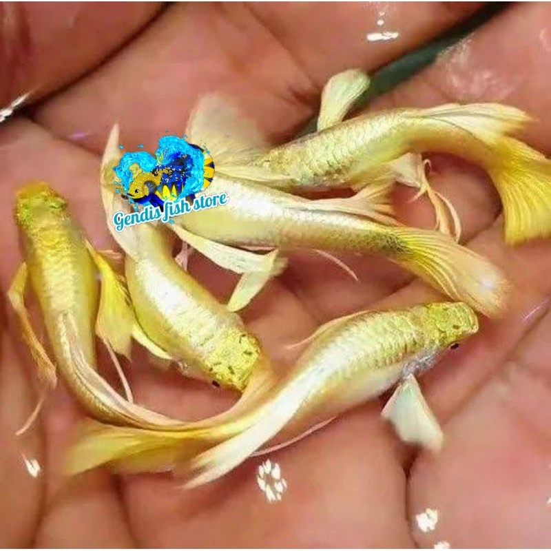hiasan aquarium ikan Guppy gold platinum lokal, male/fimale grade A Tankmate