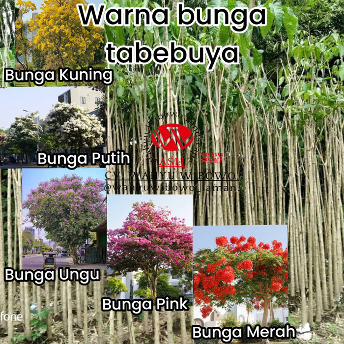 tabebuya tinggi 1meter