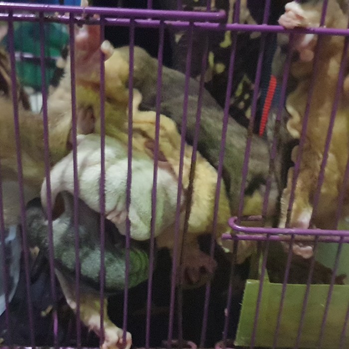 SALE -sugar glider joey