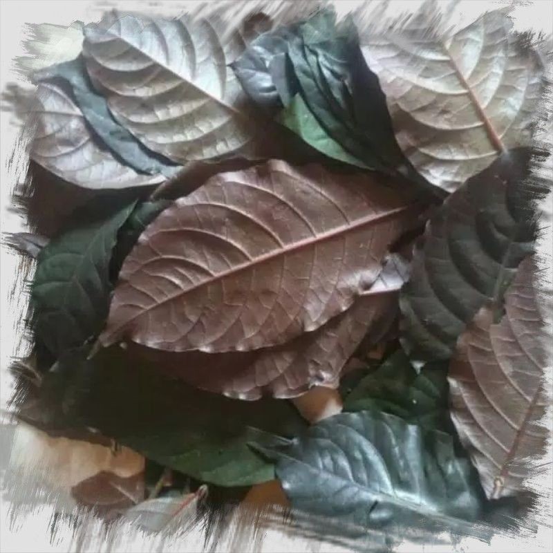 

250 gram Daun ungu handelem orginal obat wasir daun kopi hitam Sadewa_Herbal