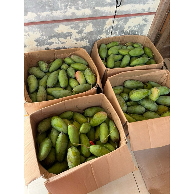 

TEBUS MURAH paket 2buah mangga kiojay ukuran 700g+600gnobumbu sitetehcianjur TERBAIK