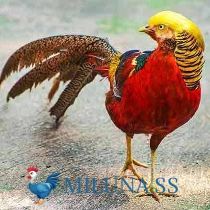FERTIL TELUR AYAM golden pheasant hias  asli siap ditetaskan - golden pheasant