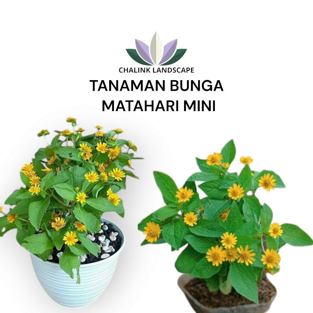 Tanaman Hias Bunga Matahari Mini / Bunga Matahari / Pohon Bunga Matahari / Tanaman Hias Bunga Daun
